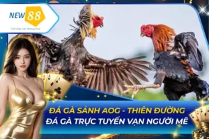 Đá Gà Sảnh AOG