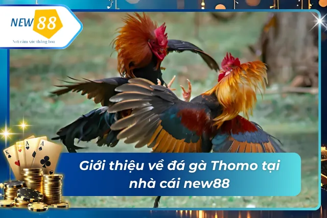 Sơ lược về đá gà tại new88